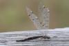 308174 – Photo : Philippe Vallet – France (73)